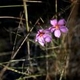 Photos of plants with pink or purple bloom