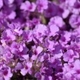 Photos of plants with pink or purple bloom