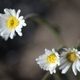 Photos of plants with white bloom