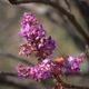 Photos of plants with pink or purple bloom