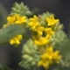 Photos of plants with yellow or golden bloom