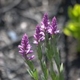 Photos of plants with pink or purple bloom