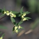 Photos of plants with white bloom