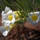 Photos of plants with white bloom