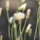 Photos of plants with white bloom