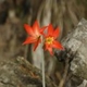 Photos of plants with orange bloom