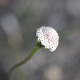 Photos of plants with white bloom