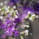 Photos of plants with pink or purple bloom