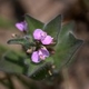 Photos of plants with pink or purple bloom