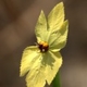 Photos of plants with yellow or golden bloom