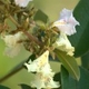 Photos of plants with white bloom