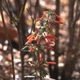 Photos of plants with red bloom