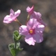 Photos of plants with pink or purple bloom