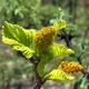 Photos of plants with orange bloom