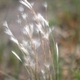 Photos of herbaceous or grasses plants type