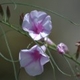 Photos of plants with pink or purple bloom