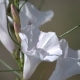 Photos of plants with white bloom