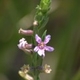 Photos of plants with pink or purple bloom