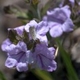 Photos of plants with blue bloom