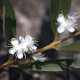 Photos of plants with white bloom