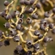 Photos of fruits and seeds