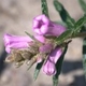 Photos of plants with pink or purple bloom