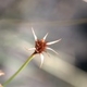 Photos of herbaceous or grasses plants type