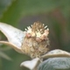 Photos of plants with white bloom