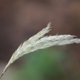 Photos of herbaceous or grasses plants type