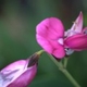 Photos of plants with pink or purple bloom