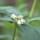 Photos of plants with white bloom