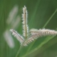 Photos of herbaceous or grasses plants type