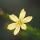 Photos of plants with yellow or golden bloom