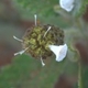 Photos of plants with white bloom