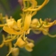 Photos of plants with yellow or golden bloom