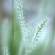 Photos of herbaceous or grasses plants type