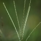 Photos of herbaceous or grasses plants type