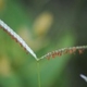 Photos of herbaceous or grasses plants type