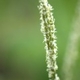 Photos of herbaceous or grasses plants type