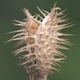 Photos of fruits and seeds