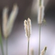 Photos of herbaceous or grasses plants type