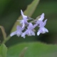 Photos of plants with blue bloom