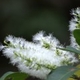 Photos of plants with white bloom