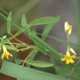 Photos of plants with yellow or golden bloom