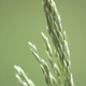 Photos of herbaceous or grasses plants type