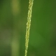 Photos of herbaceous or grasses plants type