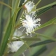 Photos of plants with white bloom