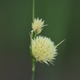 Photos of herbaceous or grasses plants type