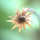 Plants or part of the plant dried on the stalk