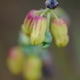 Photos of plants with yellow or golden bloom